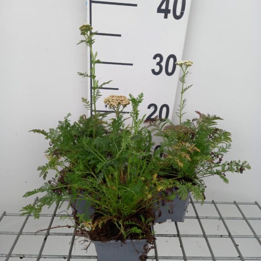 Achillea nobilis