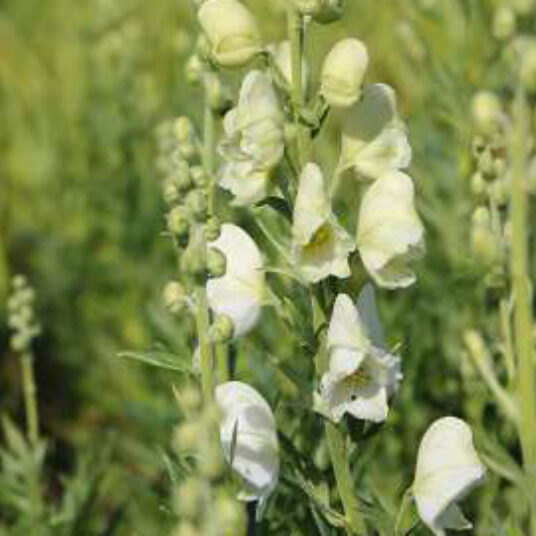 Aconitum nap. 'Schneewittchen'