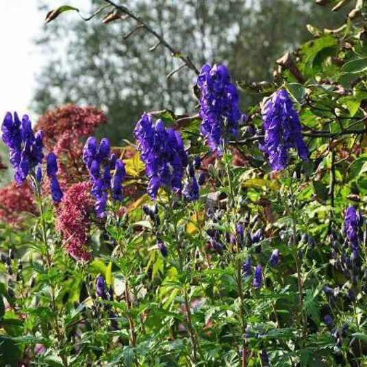 Aconitum napellus