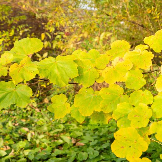 Acer opalus