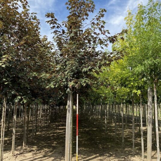 Acer pseud. 'Atropurpureum'