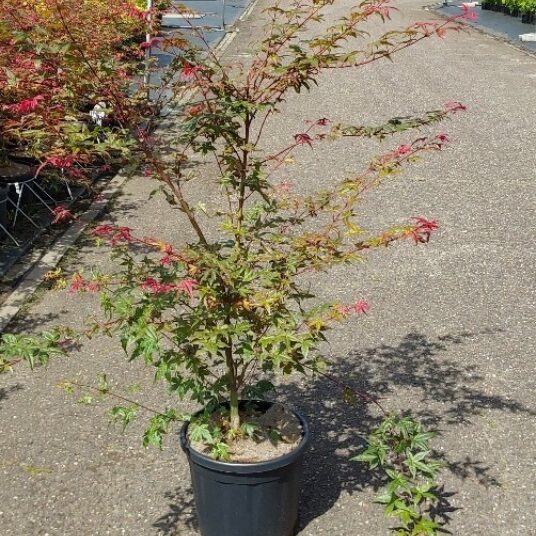 Acer palm. 'Beni-maiko'