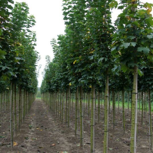 Acer plat. 'Columnare'