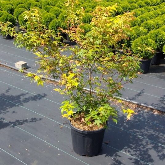 Acer palm. 'Katsura'