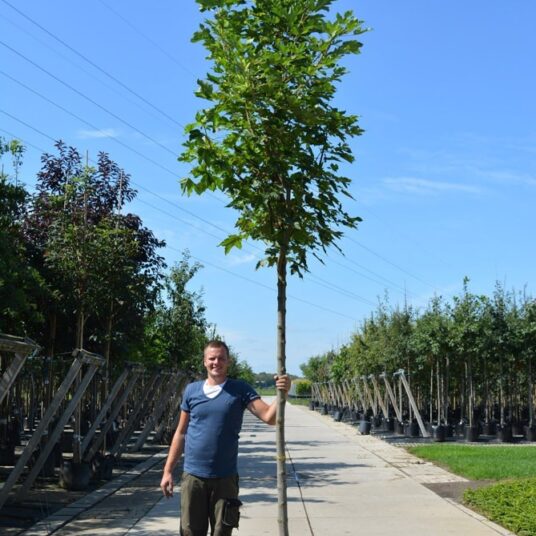 Acer pseud. 'Leopoldii'