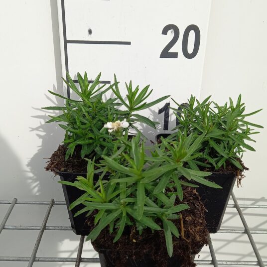 Achillea ptarm. 'Nana Compacta'