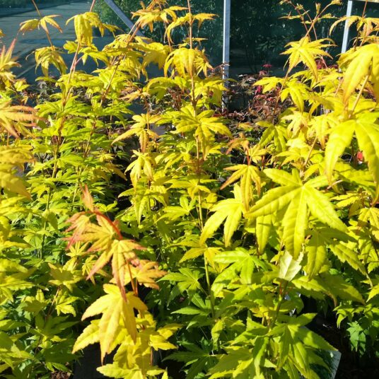 Acer palm. 'Orange Dream'
