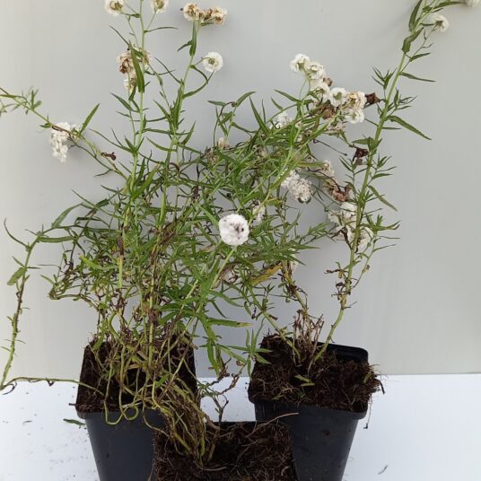 Achillea ptarm. 'Peter Cottontail'