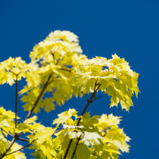 Acer plat. 'Princeton Gold'