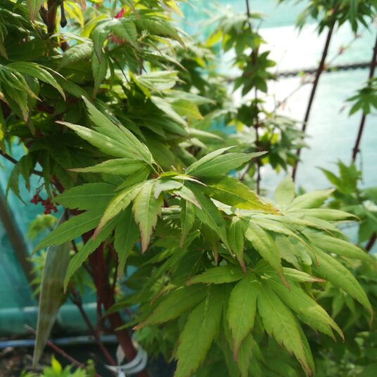 Acer palm. 'Sangokaku' (='senkaki')