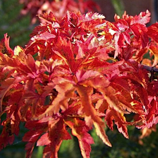 Acer palm. 'Shishigashira'