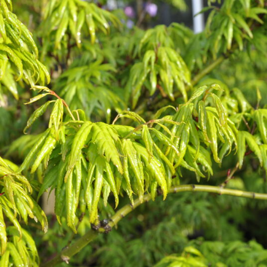 Acer palm. 'Seiun-kaku'