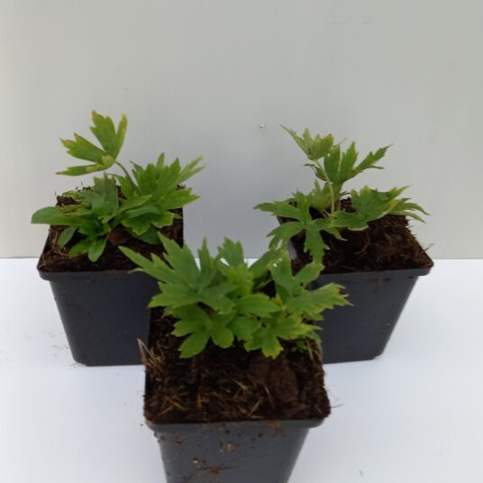 Aconitum 'Purple Sparrow'