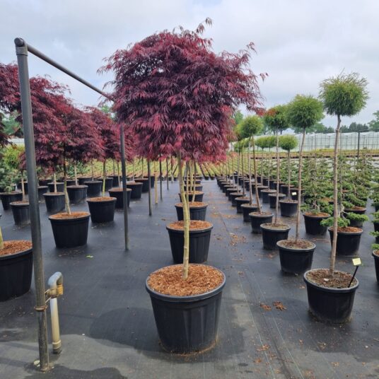 Acer palm. 'Tamukeyama'