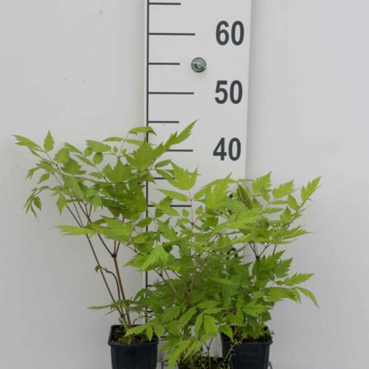Actaea racemosa