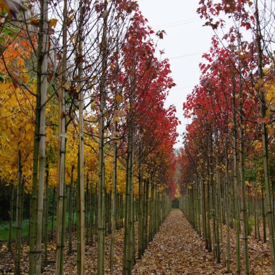 Acer rubr. 'Autumn Flame'