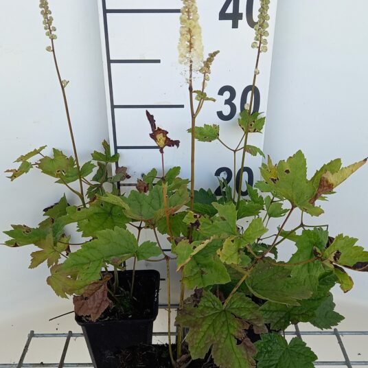 Actaea racemosa 'Cordifolia'