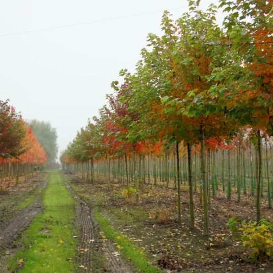 Acer rubr. 'October Glory'