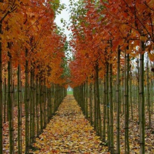 Acer rubr. 'Scanlon'