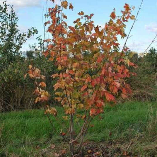 Acer rubrum