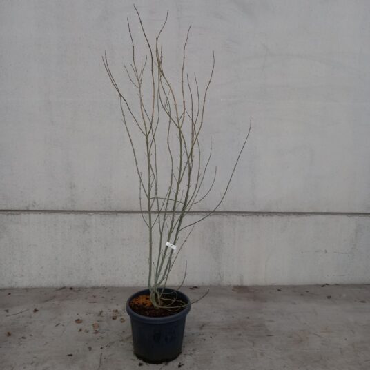 Acer rufinerve