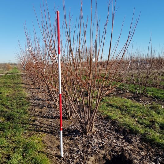 Acer saccharinum