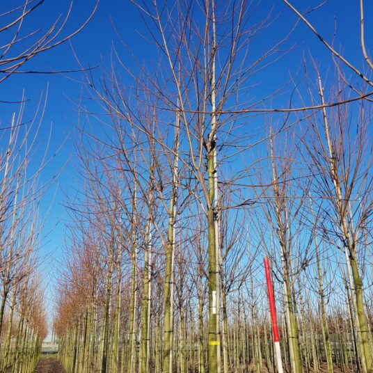 Acer saccharinum 'Laciniatum Wieri'