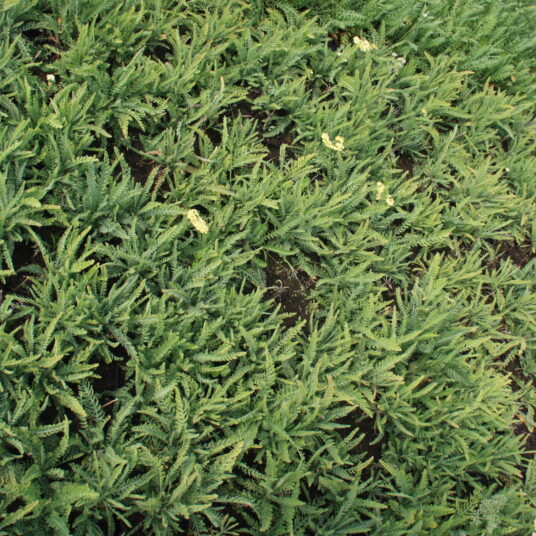 Achillea hybr. 'Taygetea'
