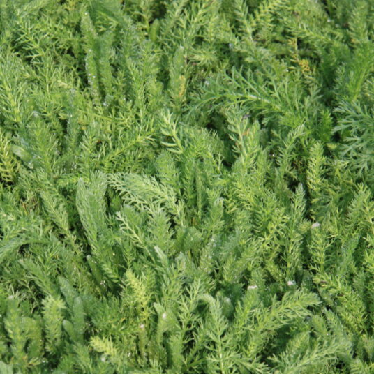 Achillea tomentosa