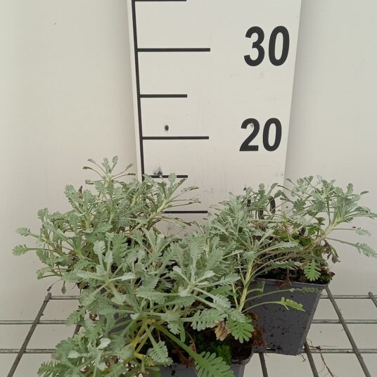 Achillea umbellata
