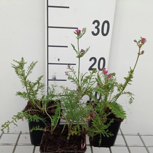 Achillea hybr. 'Velour'