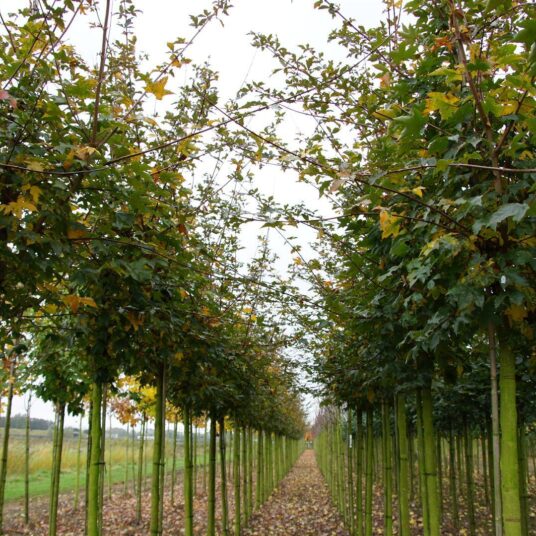 Acer zoeschense 'Annae'