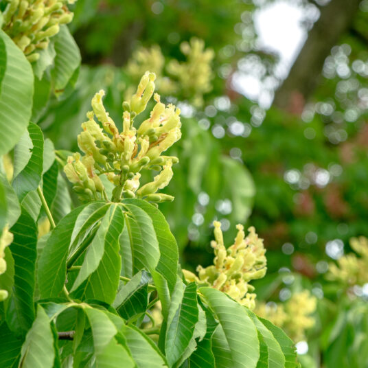 Aesculus flava