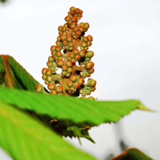 Aesculus hipp. 'Baumannii'