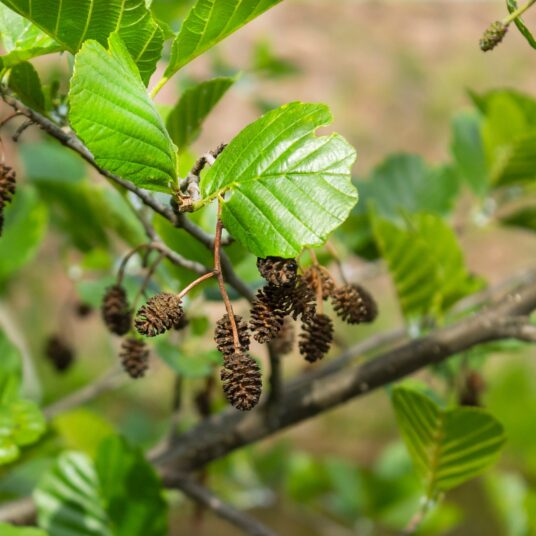 Alnus glutinosa