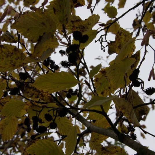 Alnus inc. 'Aurea'