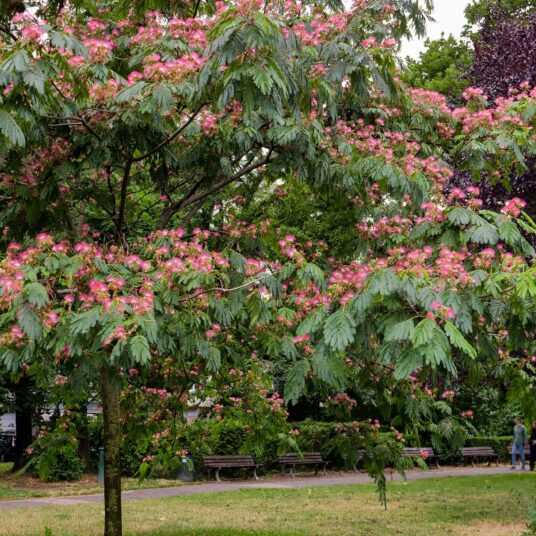 Albizia julibrissin