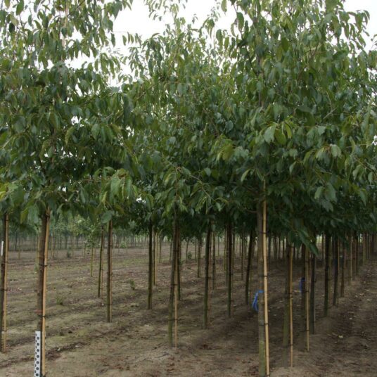 Alnus spaethii