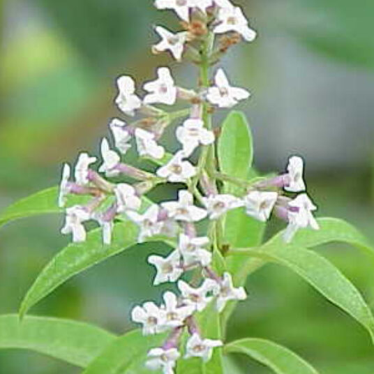 Aloysia triphylla (=lippia citriodora)