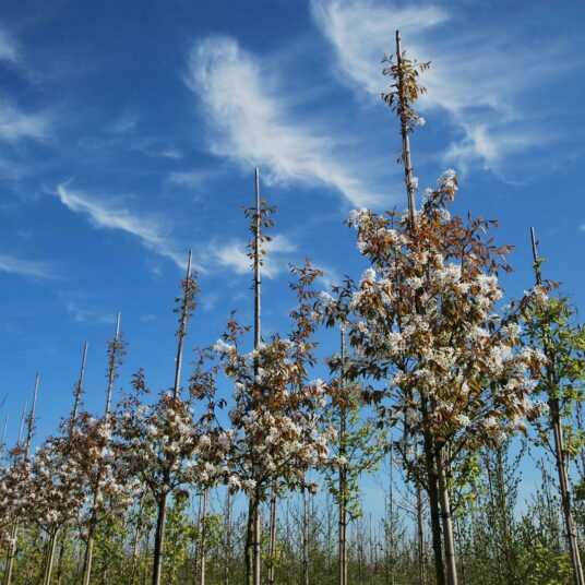 Amelanchier arborea 'Robin Hill'