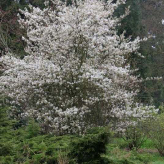 Amelanchier 'Ballerina'