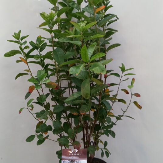 Amelanchier can. 'Rainbow Pillar'