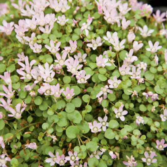 Anagallis tenella