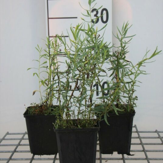 Artemisia dracunculus