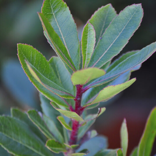 Arbutus unedo
