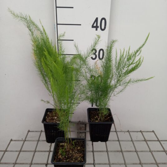 Asparagus officinalis