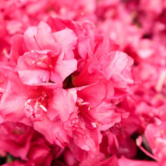 Azalea jap. rood - rouge