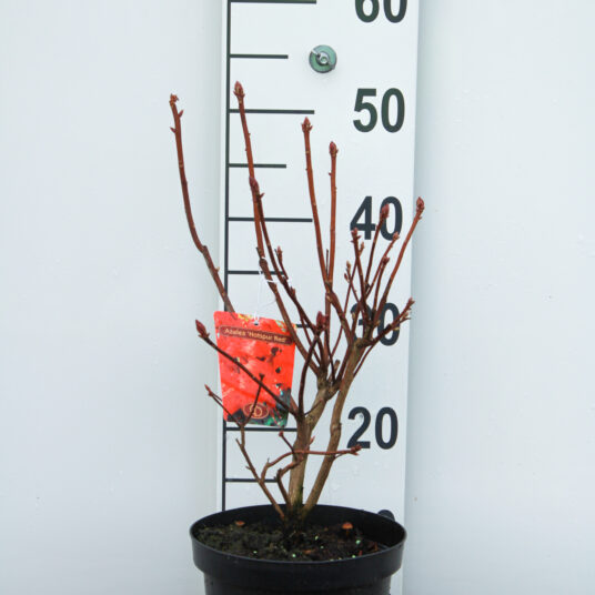 Azalea knaphill rood - rouge