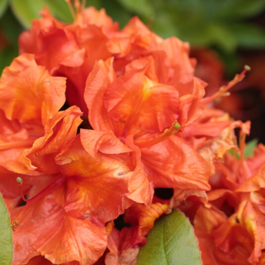 Azalea mollis oranje - orange