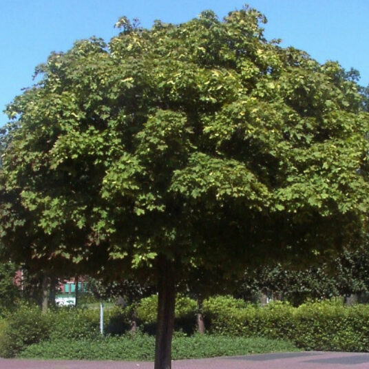 Acer plat. 'Globosum'